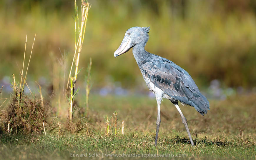 Wildlife image from a photo safari with edward selfe.
