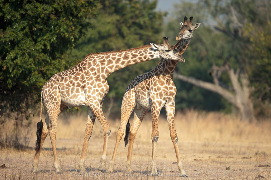 Wildlife image from photo safari with edward selfe in south luangwa national park.