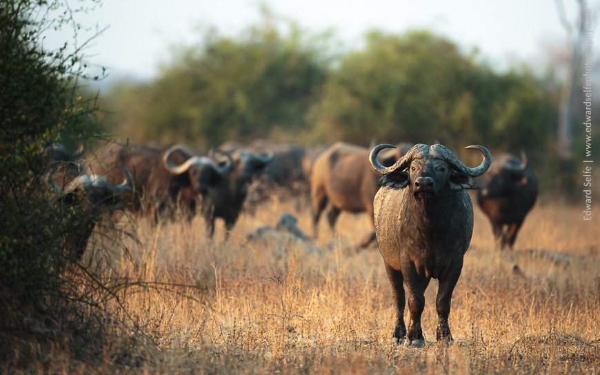 A buffalo herd eyes us through the bushes.