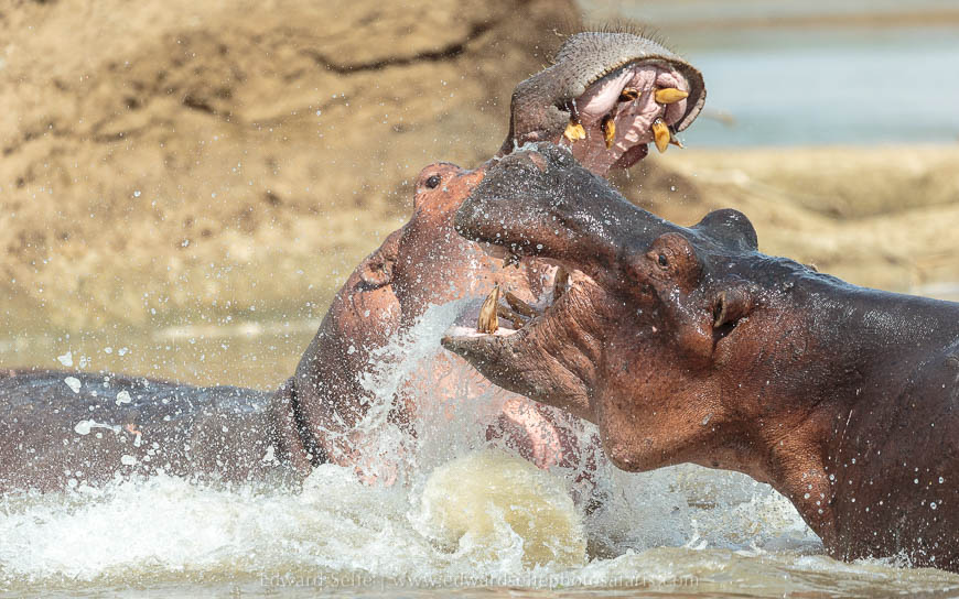 Wildlife image from photo safari with edward selfe in south luangwa national park.