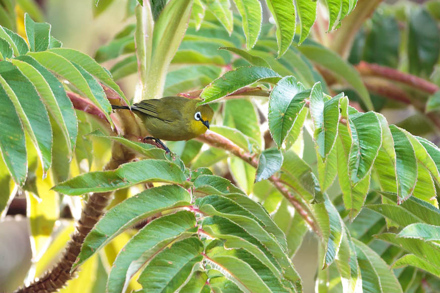 Wildlife image from a photo safari with edward selfe.