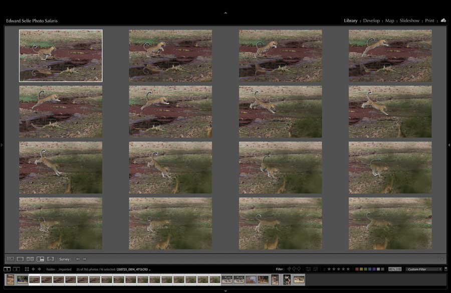 Wildlife image by edward selfe as part of a sequence leopard jumping across channel.