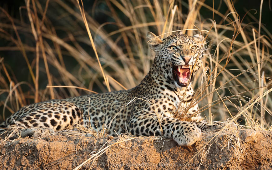 Wildlife image from photo safari with edward selfe in south luangwa national park.