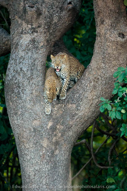 Wildlife image from photo safari with edward selfe.