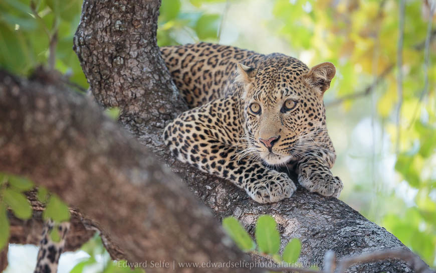Wildlife image from photo safari with edward selfe in south luangwa national park.