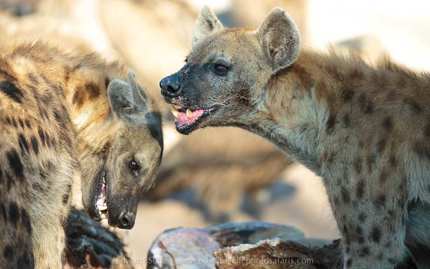 Wildlife image from photo safari with edward selfe in south luangwa national park.
