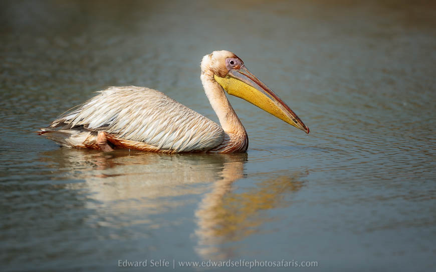 Wildlife image from photo safari with edward selfe in south luangwa national park.