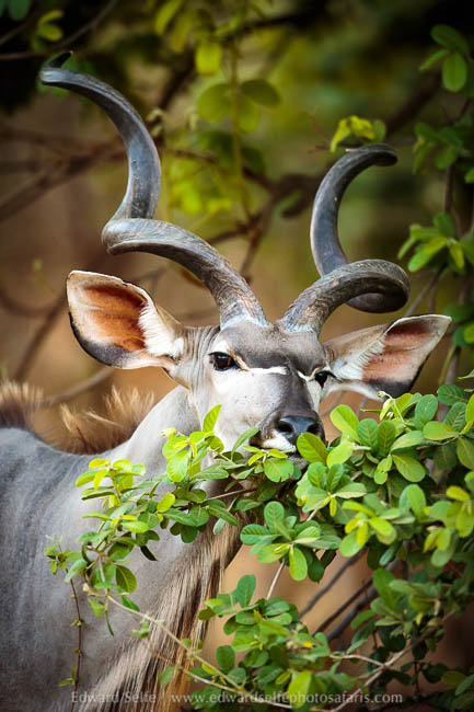 Wildlife image from photo safari with edward selfe.