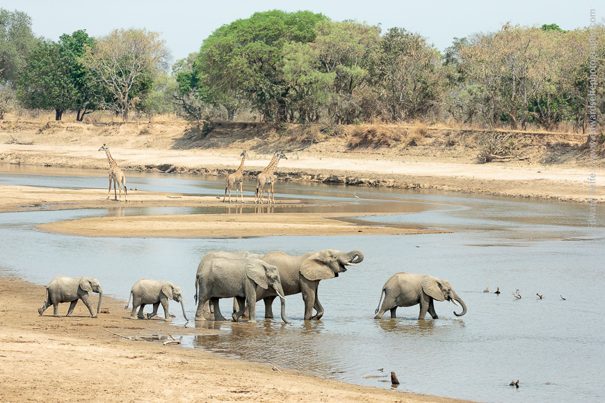 Elephants and giraffes cross the river in South Luangwas famous Nsefu Sector.