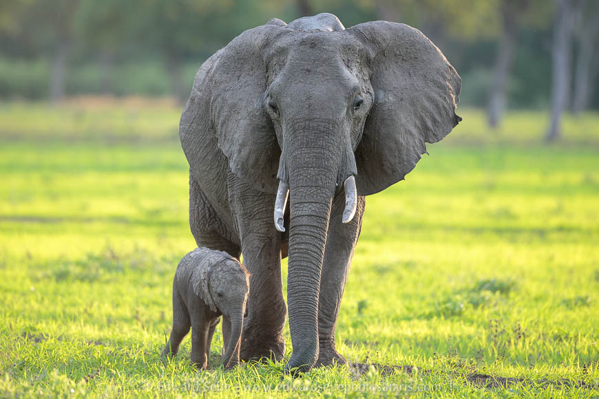 Wildlife image from photo safari with edward selfe in south luangwa national park.