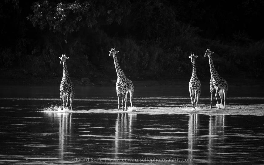 Wildlife image from photo safari with edward selfe.