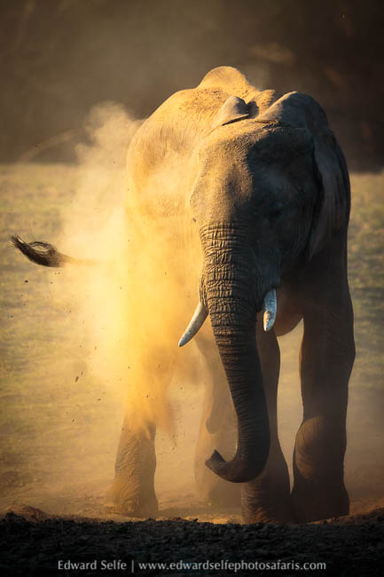 Wildlife image from photo safari with edward selfe.