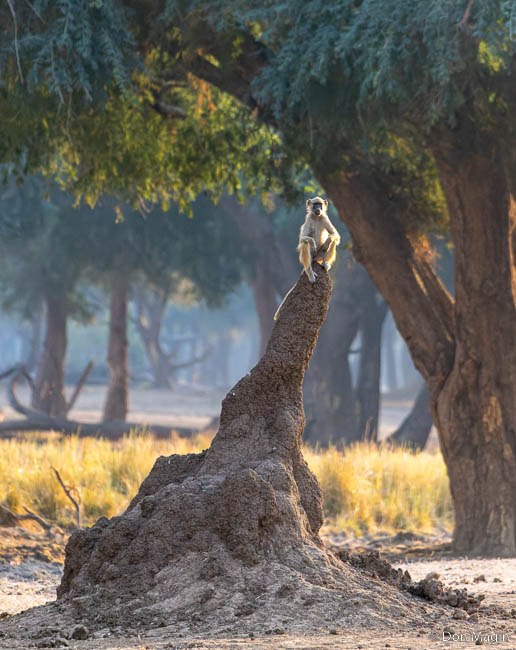 Wildlife image by don magin from a photo safari in zambia and zimbabwe with edward selfe.