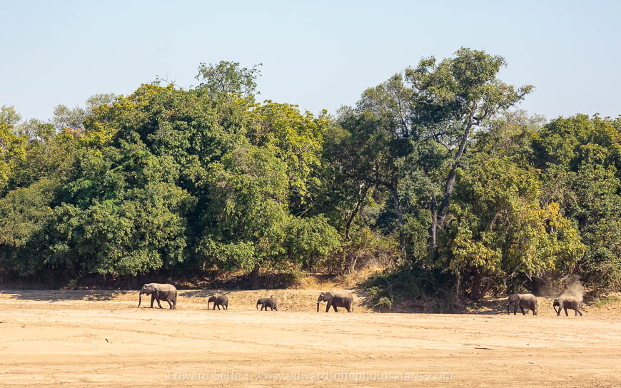 Wildlife image from photo safari with edward selfe in south luangwa national park.