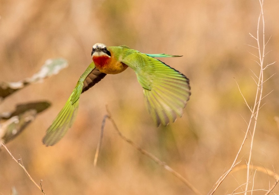 White-fronted bee-eater in flight in South Luangwa National Park