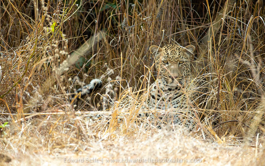 Wildlife image from photo safari with edward selfe.