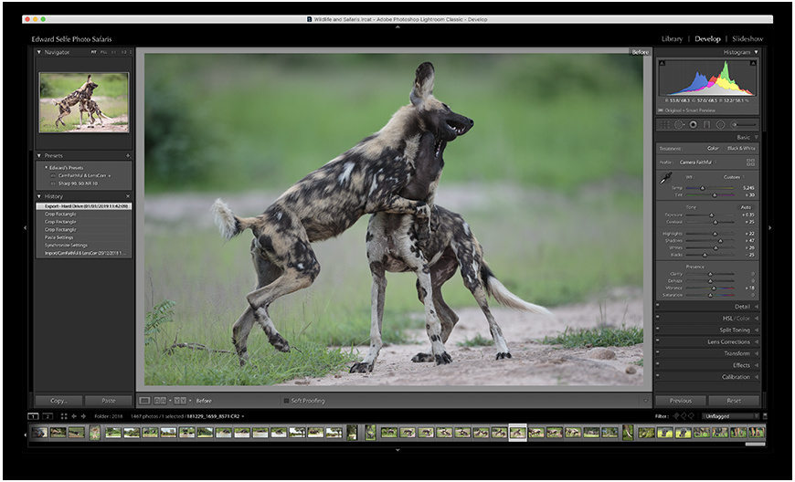 Wildlife image from photo safari with edward selfe in south luangwa national park.