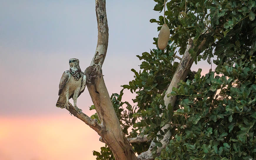 Images of wildlife from photo safari with edward selfe in the nsefu sector.