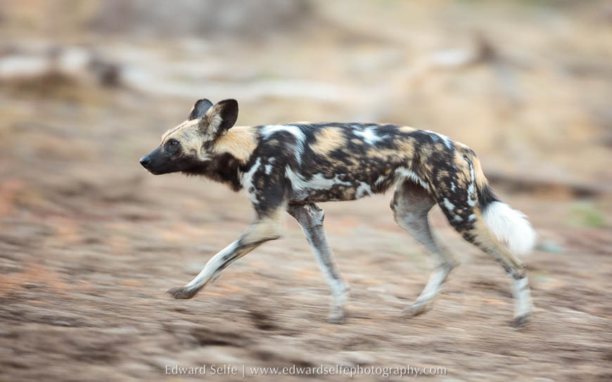 Wild dog runs to catch the rest of pack on photo safari in south luangwa national park.