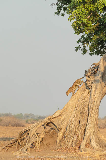 Wildlife image from photo safari with edward selfe in south luangwa national park.