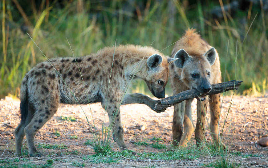 Wildlife image from photo safari with edward selfe.