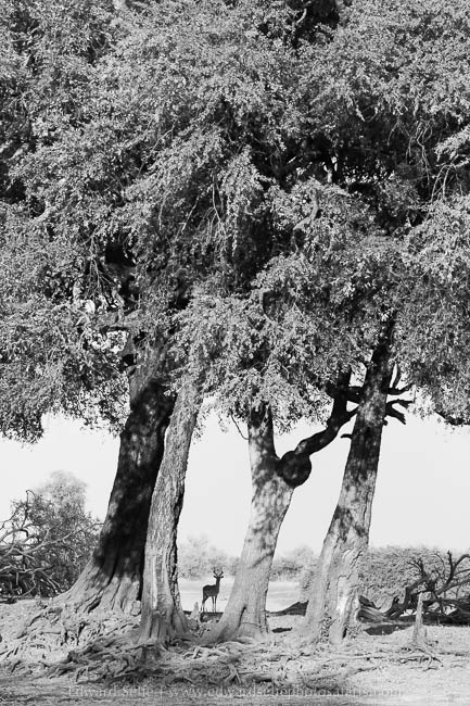 Wildlife image from photo safari with edward selfe in south luangwa national park.