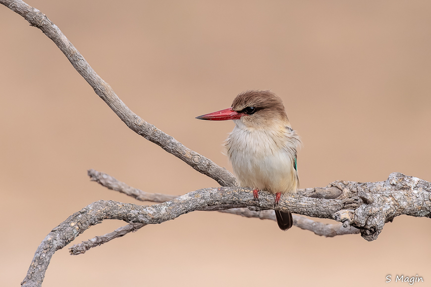 Wildlife image by Sharon Magin from photo safari in Zambia with Edward Selfe.