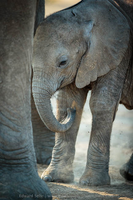 Wildlife image from photo safari with edward selfe in south luangwa national park.