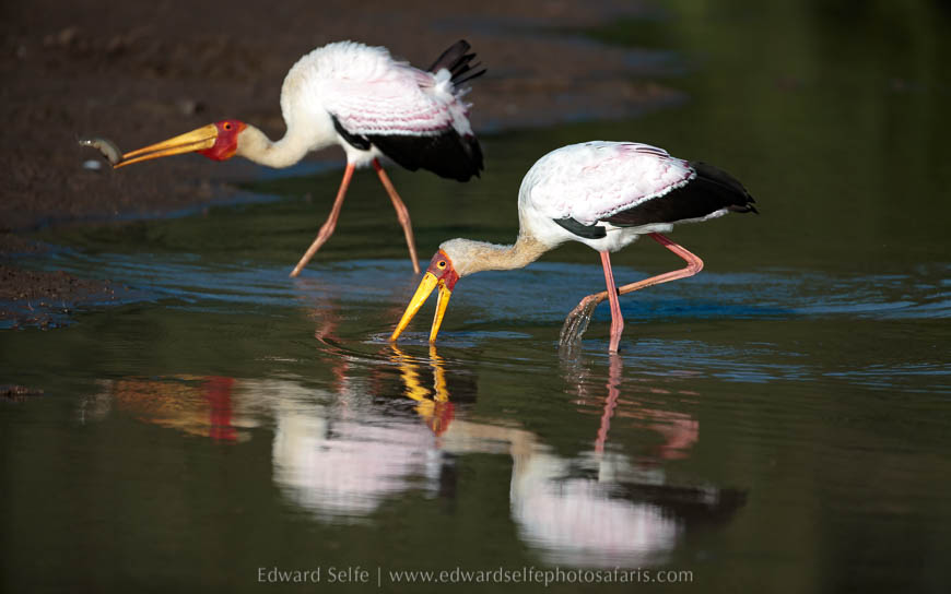 Wildlife image from photo safari with edward selfe.
