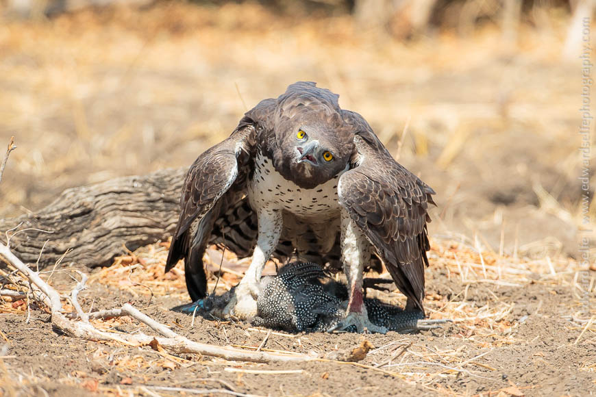 A Martial Eagle mantles over a freshly-killed Guinea-fowl in South Lunagwa.