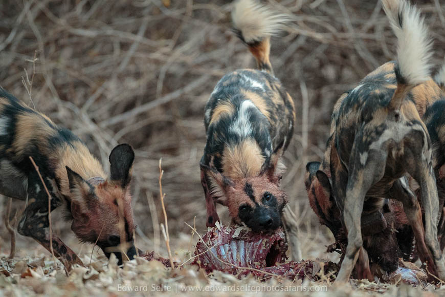 Wildlife image from photo safari with edward selfe in south luangwa national park.
