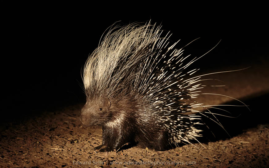 Wildlife image from photo safari with edward selfe in south luangwa national park.