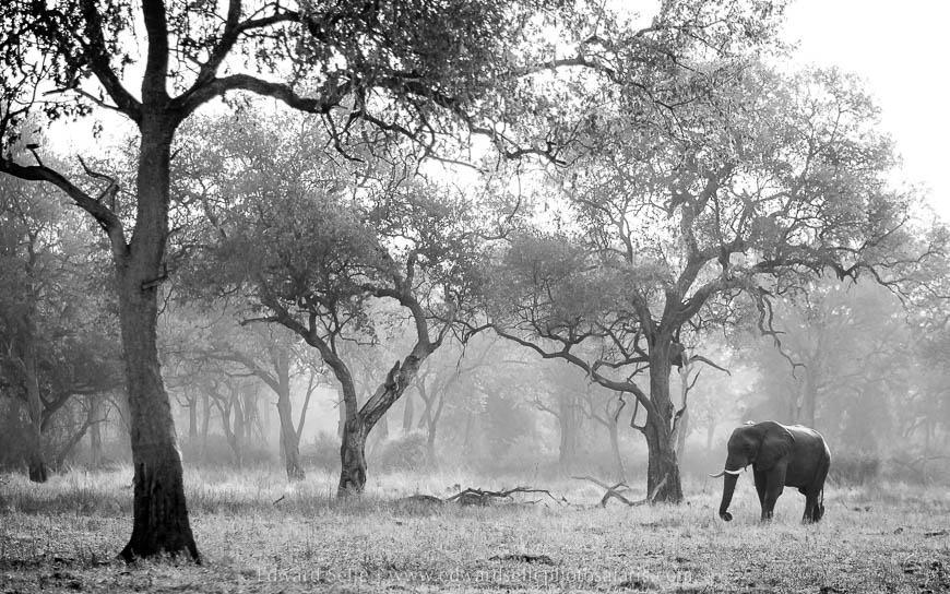Elephant in leadwood forest on photo safari with edward selfe south luangwa national park.