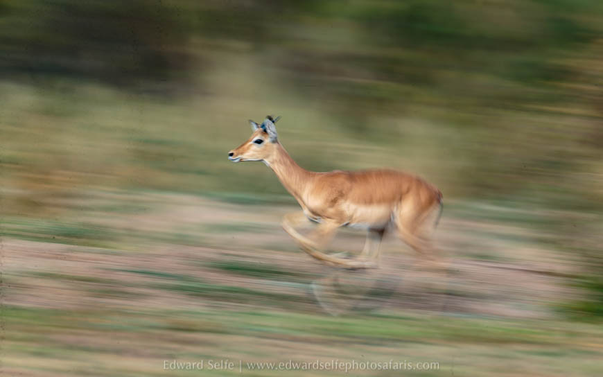 Wildlife image from photo safari with edward selfe in south luangwa national park.