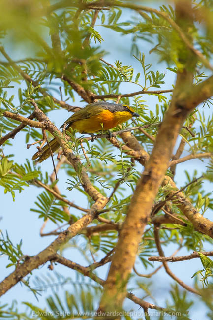 Wildlife image from a photo safari with edward selfe.