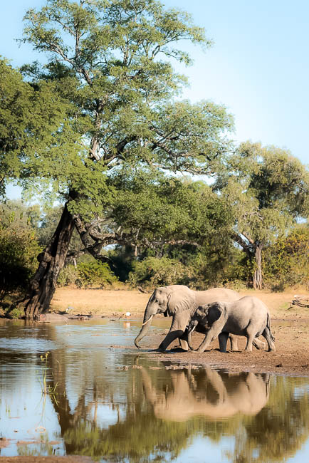 Images of wildlife from photo safari with edward selfe in south luangwa.