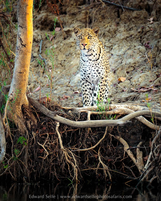 Wildlife image from a photo safari with edward selfe.