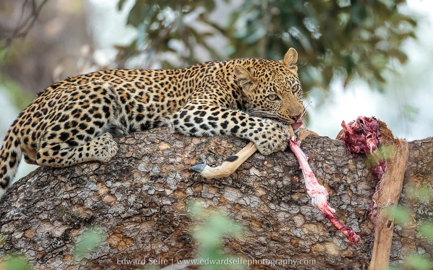 A young leopard feeds on a carcass in rain tree photo safari south luangwa national park.