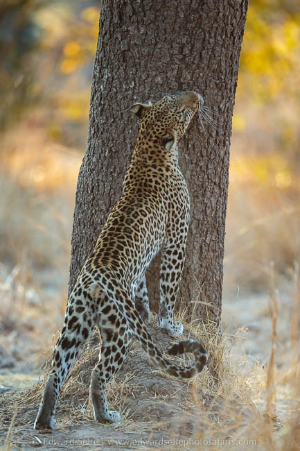 Wildlife image from photo safari with edward selfe in south luangwa national park.