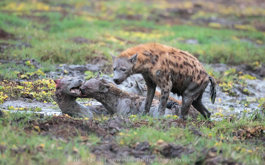 Hyaenas attack another hyaena in South Luangwa National Park.