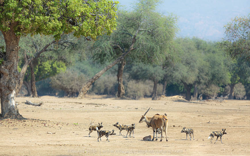 Wildlife image from photo safari with edward selfe safaris.