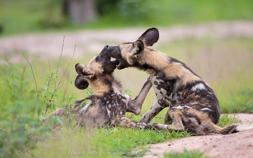 Wildlife image from photo safari with edward selfe in south luangwa national park.
