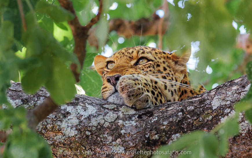Wildlife image from photo safari with edward selfe.