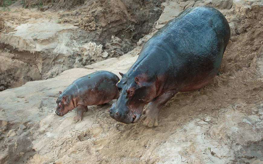 Wildlife image from photo safari with edward selfe.