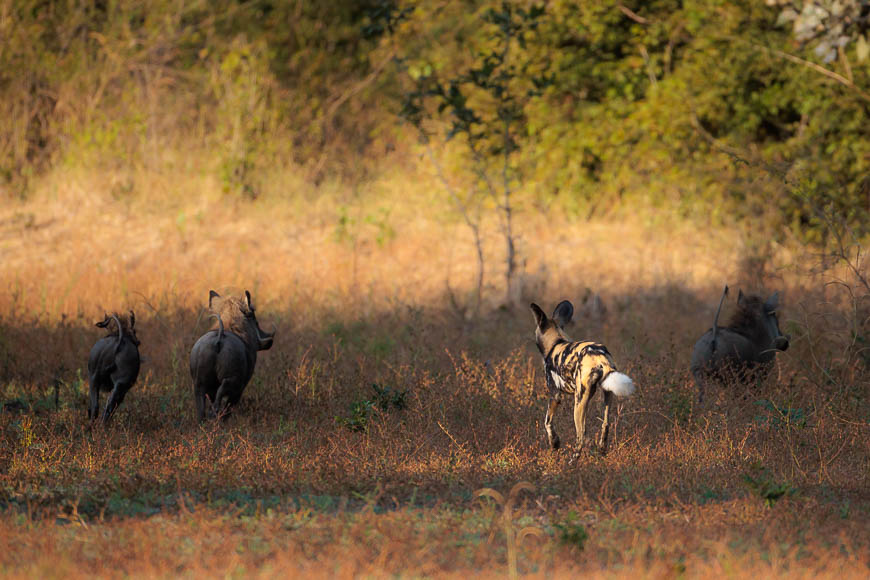 Images of wildlife from photo safari with edward selfe in the nsefu sector.