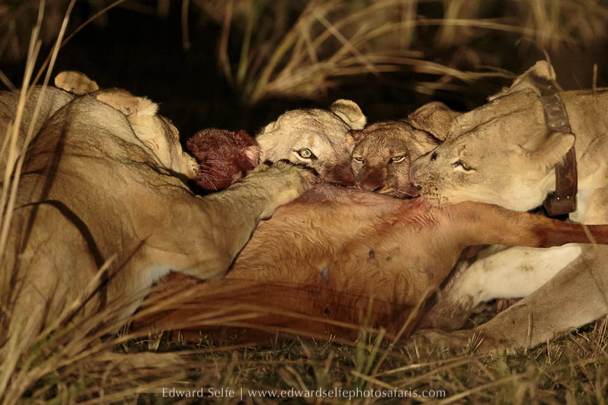 Wildlife image from a photo safari with edward selfe.