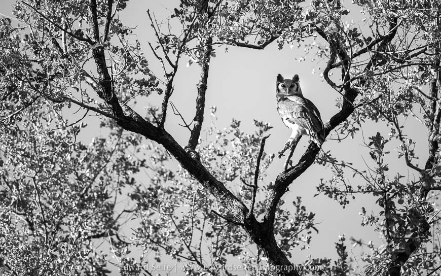 Wide shot of a Giant Eagle Owl on photo safari in South Luangwa National Park.