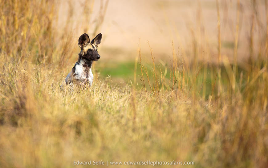Wildlife image from photo safari with edward selfe.