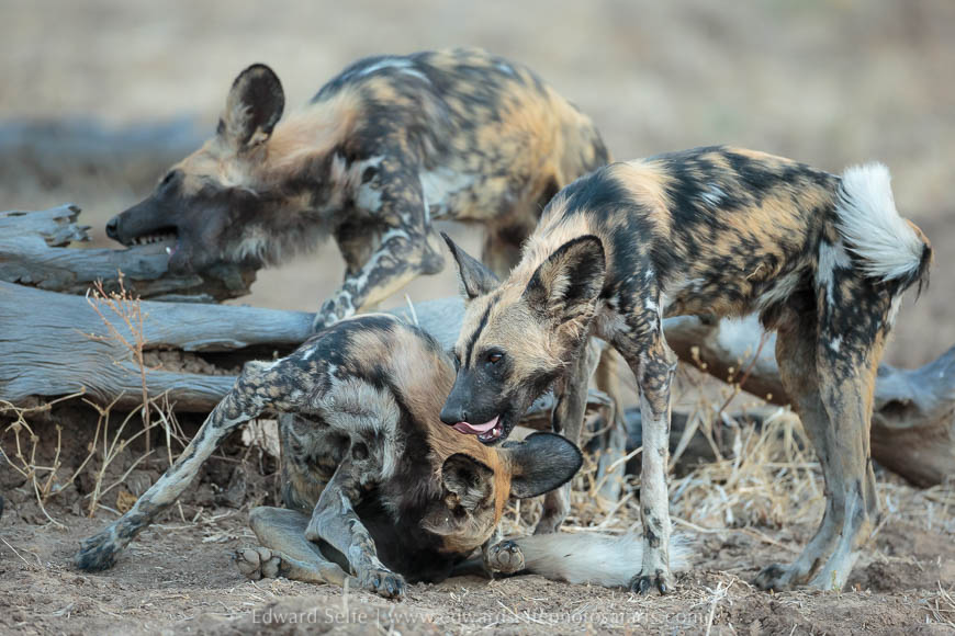 Wild dogs socialising on photo safari in south luangwa national park.