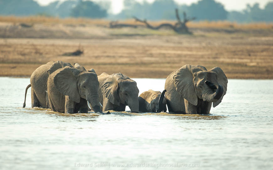 Wildlife image from photo safari with edward selfe in south luangwa national park.